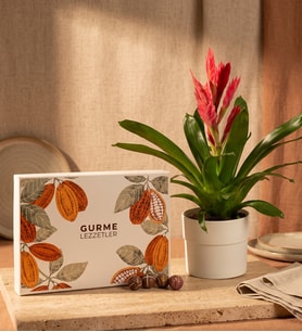 Saksılı Sürprizli Alev Kılıcı Çiçeği ve Gurme Lezzetler