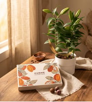 Saksıda Lilyum ve Gurme Lezzetler