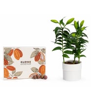 Saksıda Lilyum ve Gurme Lezzetler