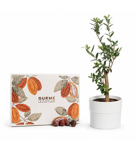 Beyaz Saksıda Zeytin Ağacı Bonsai ve Gurme Lezzetler