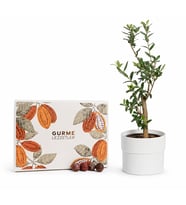 Beyaz Saksıda Zeytin Ağacı Bonsai ve Gurme Lezzetler