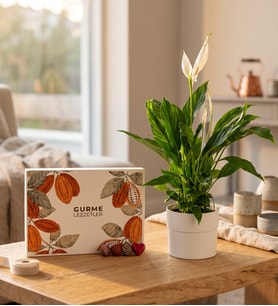 Polimer Saksıda Spatifilyum ve Karışık Gurme Lezzetler