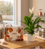 Polimer Saksıda Spatifilyum ve Karışık Gurme Lezzetler