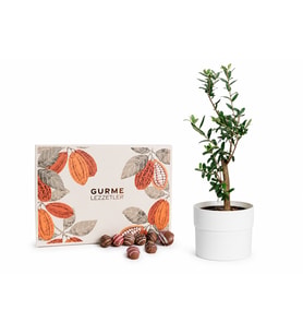Polimer Saksıda Zeytin Ağacı ve Gurme Lezzetler