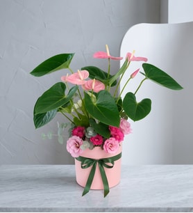 Pembe Polimer Saksıda Antoryum ve Pembe Lisyantus