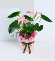Pembe Beton Saksıda Antoryum ve Pembe Lisyantus