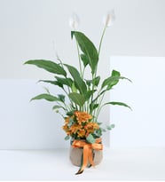 Geometrik Saksıda Kasımpatı ve Turuncu Güller
