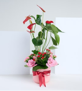Pembe Saksıda Antoryum & Lisyantus ve Kalanchoe