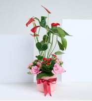 Pembe Saksıda Antoryum & Lisyantus ve Kalanchoe