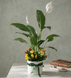 Beyaz Saksıda Barış Çiçeği ve Kalanchoe Çiçekleri