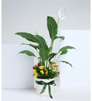 Beyaz Saksıda Barış Çiçeği ve Kalanchoe Çiçekleri