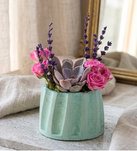 Turkuaz Saksıda Echeveria Perle ve Çardak Güller