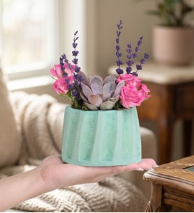 Turkuaz Saksıda Echeveria Perle ve Çardak Güller