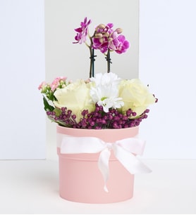 Pembe Beton Saksıda Mini Orkide ve Beyaz Güller