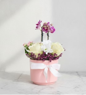 Pembe Beton Saksıda Mini Orkide ve Beyaz Güller