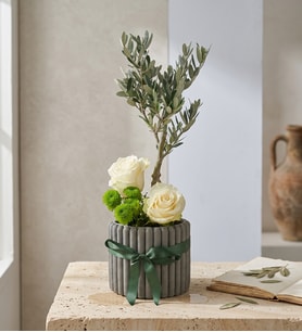 Desenli Saksıda Zeytin Ağacı Bonsai & Beyaz Güller