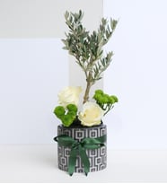 Desenli Saksıda Zeytin Ağacı Bonsai & Beyaz Güller