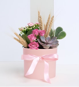 Pembe Beton Saksıda Opuntia Microdasys & Kalanchoe