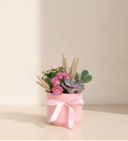 Pembe Beton Saksıda Opuntia Microdasys & Kalanchoe