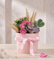 Pembe Polimer Saksıda Opuntia Microdasys & Kalanchoe
