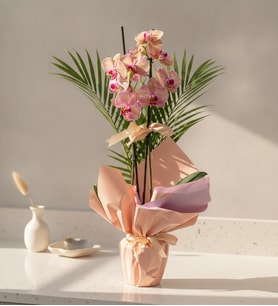 Sürpriz Renk Çiftli Midi Orkide ve Fenix-Pembe Buketli Saksıda