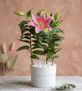 Beyaz Polimer Saksıda Pembe Saksı Lilyum
