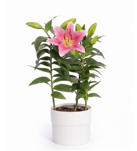 Beyaz Polimer Saksıda Pembe Saksı Lilyum
