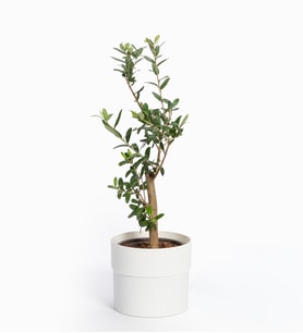Beyaz Polimer Saksıda Zeytin Ağacı Bonsai