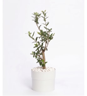 Beyaz Polimer Saksıda Zeytin Ağacı Bonsai