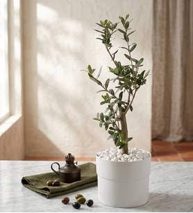 Beyaz Polimer Saksıda Zeytin Ağacı Bonsai