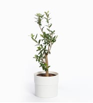 Beyaz Polimer Saksıda Zeytin Ağacı Bonsai