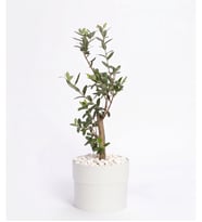 Beyaz Polimer Saksıda Zeytin Ağacı Bonsai
