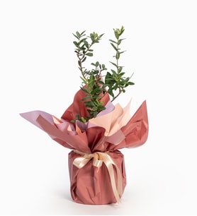 Somon Buket Kağıdında Zeytin Ağacı Bonsai