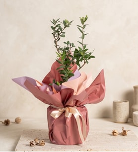Somon Buket Kağıdında Zeytin Ağacı Bonsai