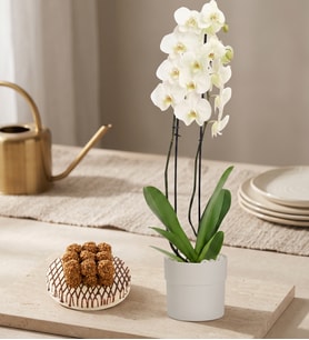 Polimer Saksıda Beyaz Orkide ve Lotus Biscoff®'lu Kekler
