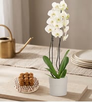 Polimer Saksıda Beyaz Orkide ve Lotus Biscoff®'lu Kekler
