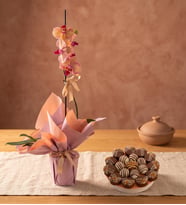 Sürpriz Renk Tekli Midi Orkide ve Lotus Biscoff® Kekler-Lila Buket Tasarım