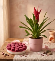 Pembe Saksılı Alev Kılıcı Çiçeği ve Kırmızı Kalp Kekler