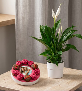 Polimer Saksıda Spatifilyum ve Gurme Lezzetler