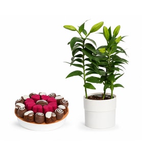 Saksı Lilyum ve Gurme Lezzetler