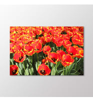 Arty Tablo Laleler Tablo (Karışık)