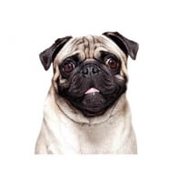 Pug Irkı Köpek Sticker Araba Oto Yapıştırması