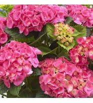 Tüplü Pembe Çiçekli Ortanca Fidanı