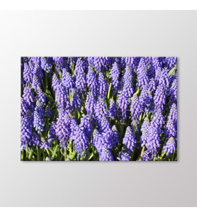 Arty Tablo Muscari Tablo (Karışık)