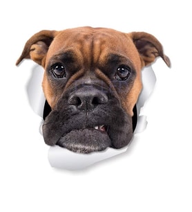 Huysuz boksör köpek Araba çıkartmaları Leptop Sticker
