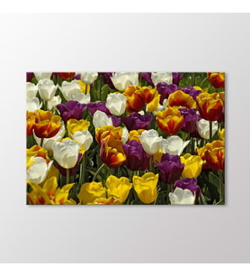 Arty Tablo Laleler Tablo (Karışık)
