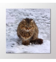 Arty Tablo Yalnız Kedi Tablo (Karışık)