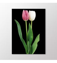 Arty Tablo Pembe ve Beyaz Lale Tablo (Karışık)