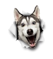 Köpek çıkartmaları mutlu Husky Araba Sticker Yapıştırma 15CM