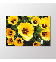 Arty Tablo Laleler Tablo (Karışık)